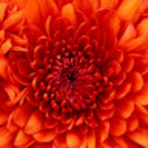 Meet your Posher, Maya